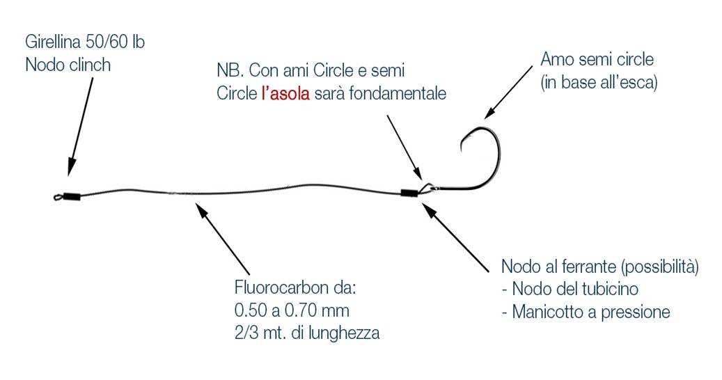 ricciola_schema-1.jpg