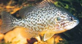 http://pescalagodicomo.altervista.org/alterpages/specie-ittiche/persico_sole_picture1.jpg